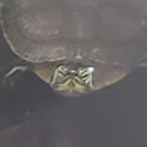 Meet your Posher, Elena